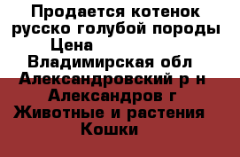 Продается котенок русско-голубой породы › Цена ­ 10000-15000 - Владимирская обл., Александровский р-н, Александров г. Животные и растения » Кошки   